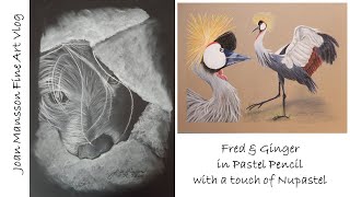 Pastel Pencil amp NuPastel portrait of Fred amp Ginger a pair of African Cranes [upl. by Enyawad]