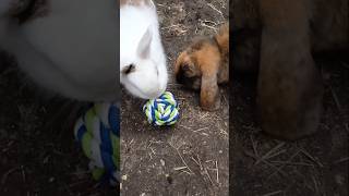 Playtime with ropeball rabbit bunnyantics bunny pets cute bunnyhighlights [upl. by Akimed]