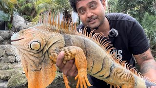 We Found A waterfall with Massive Territorial iguanas Fighting [upl. by Agnimod597]