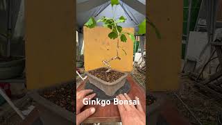 Ginkgo Bonsai bonsai made from the Golden Ginkgo tree [upl. by Etom694]