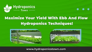 Maximize your yield with the Ebb and flow hydroponics techniques  HydroponicsTown [upl. by Fae]