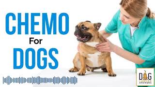 Chemotherapy for Dogs Demystified  Dr Sue Ettinger Deep Dive [upl. by Ikairik]