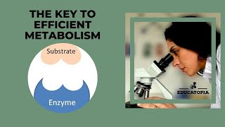 The role of enzymes as biological catalysts in metabolic reactions  iGCSE Biology 91  Educatopia [upl. by Hueston656]