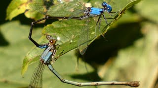 Damselfly mating with heart shape laying eggs  Insect [upl. by Ahsinit]