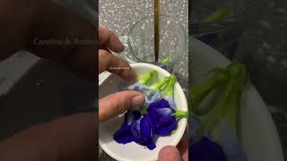 Blue ternatea blueternatea butterflypea ternateaflowerpea ternate [upl. by Ahmed]