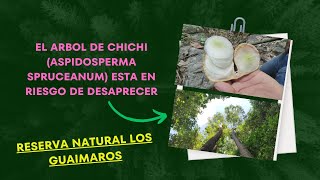 QUIERES CONOCER EL ARBOL DE CHICHI ASPIDOSPERMA SPRUCEANUM SE ENCUENTRA EN PELIGRO DE EXTINCIÓN [upl. by Artinek]