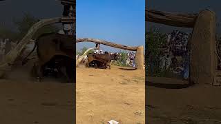 Traditional BullPowered Flour Mill in Action  Stunning Sindh SindhVillage FlourMilling [upl. by Ellehcem199]