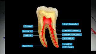 Endodontia Anatomia interna e cirurgia de acesso [upl. by Adnahs]