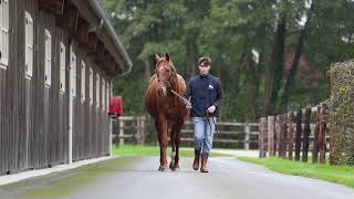 2024 Vente dElevage  LOT 187  f MATHEMATICIENNE GALILEO x NEVER GREEN [upl. by Anilok473]