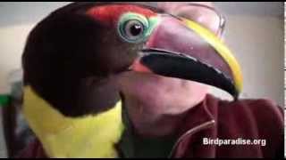 Two Green Aracari Toucanetes beautful friendly birds [upl. by Garrot]