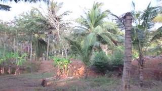 To locate ground water veins directions using coconut [upl. by Aneerahs361]