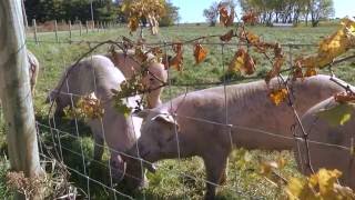 Prosciutto of Happiness The Making of La Quercia [upl. by Fondea]