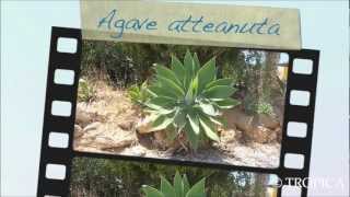 Agave attenuata 12991 [upl. by Lorena]