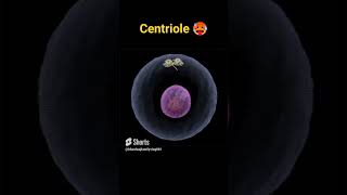 Centriole  Function Of centrioleCell Organale neet biology education [upl. by Guild49]