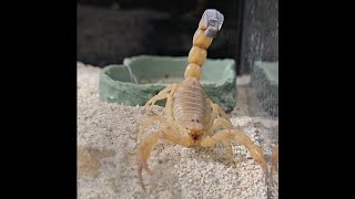 Fat tail scorpion feeding  Androctonus Australis [upl. by Eniamrej]