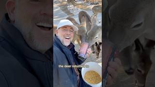 Becoming the deer herd’s free food supplyshorts animals deer fawn cute [upl. by Marquez]