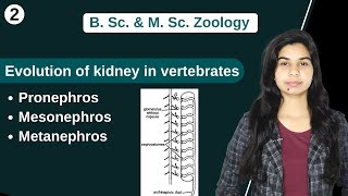 Comparative anatomy of Urinogenital system  Evolution of kidney in vertebrates  Zoology [upl. by Maribeth]