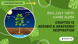 IGCSE Biology  Chapter 12  Respiration [upl. by Matronna474]