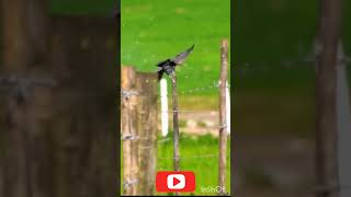 OMG😱 Unforgeable Moment  The Power Of Slugs In Slow Motion PCP Airgun [upl. by Amado]