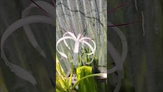 সুখদর্শন  Grand Crinum Lily shortvideo nature [upl. by Ellord620]