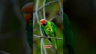 The Beautiful Pulm Headed Parakeetbirdlife foryou nature birds [upl. by Kared]