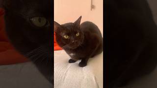 É PICCOLINO E BELLINO cat comment catlover cute viralvideo kitten pets like youtubeshorts [upl. by Allanson]