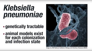 Research Risk factors for clinical infection with the bacterium Klebsiella pneumoniae [upl. by Mazur27]