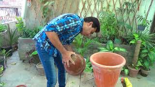 How to Care Lychee Plant  Growing Lychee Plant in A Container  Fruit Tree Urduhindi [upl. by Nodnek]