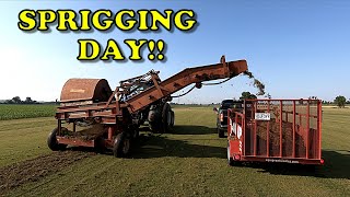 Sprigging my Lawn with Bermuda  How to Sprig a Lawn [upl. by Edin]