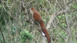 ALMADEGATO PIAYA CAYANA SQUIRREL CUCKOO RABODEPALHA TINCUÃ ALMADECABOCLO PICUÃ [upl. by Ax]