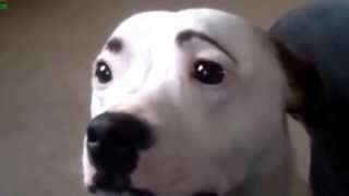 Funny Dogs With Eyebrows [upl. by Rosenzweig]