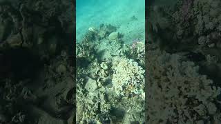 The most beautiful coral reefs and fish in Hurghada  beach snorkeling 🤿🇪🇬 travel redsea hurghada [upl. by Anchie]