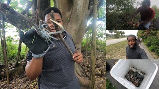 EPIC Land Crab hunting Adventure In Fort Lauderdale Jamaican 🇯🇲 Style [upl. by Krid]