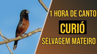 Canto de curió selvagem mateiro [upl. by Lardner438]