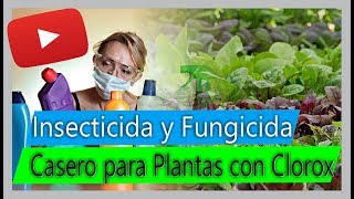 Cómo hacer Insecticida y Fungicida casero para Plantas  Usos del Clorox en el cultivo [upl. by Samohtnhoj236]