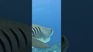 Tiger Shark stare shark sharks sharkweek sealife ocean explore Tiger Beach [upl. by Goldman]