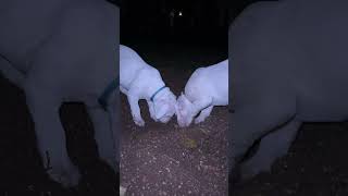 Dogo argentino puppies Lithuania [upl. by Hedelman]