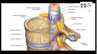 Anatomia  Canal Vertebral [upl. by Kemppe]