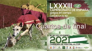 Cuartos de Final quot LXXXIII Campeonato de España de Galgos en campoquot [upl. by Jaco]