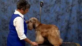 Grooming the American Cocker Spaniel with Judy Hudson [upl. by Triley]