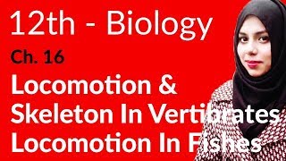 2nd Year Biology Ch 16  Locomotion and Skeleton in Vertibrates  12th Class Biology [upl. by Iran]