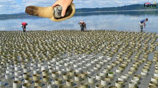 American Farm Raised Millions of Geoduck Clams  Amazing Harvest Geoduck Clams [upl. by Derron]