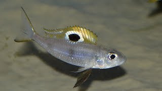 Ectodus descampsi ndole amp Callochromis pleurospilus Kigoma for sale [upl. by Downey]