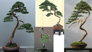 Inspirasi bonsai bunjin style  bonsai literati [upl. by Nies]