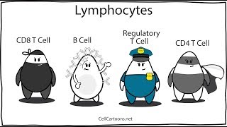 Immunologie  La différence entre les lymphocytes T et les lymphocytes B [upl. by Hannala877]