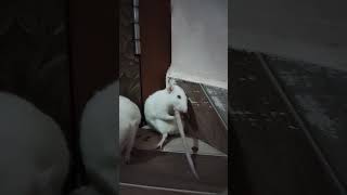 quotMouse Mia Tail Spa Little Help from Dodo 🐁🤓😑🙈 whitemousetailspafunmoments [upl. by Navetse]