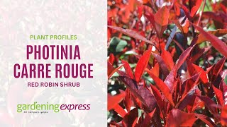 Photinia Carre Rouge  Red Robin Shrub [upl. by Holloway]