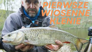 Pierwsze wiosenne klenie [upl. by Fridlund]