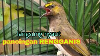 Suara panggilan Rengganis untuk pancingan cucak Wilis macet bunyi [upl. by Uhile775]