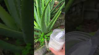 How to care for a growing aloe vera plant aloevera shorts [upl. by Leatrice890]